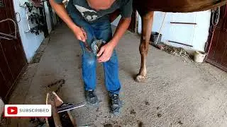 Watch This HORSE&rsquo;S HOOF Go From GROSS to SPOTLESS! 🐎🚿