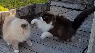 Cat Fight In Slow Motion - Funny Compilation