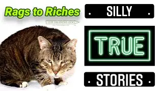 Rags to Riches Cat