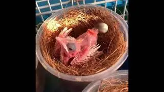 Baby bird eat and then poop instantly