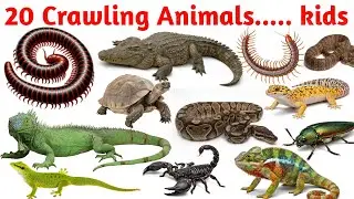 20 रेंगने वाले जानवरों के नाम | Snake & Crawling Animals for KidsSnake Names in English and Hindi |