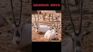 arabian oryx#animals #short #youtubeshorts #wildcircle10x #gemsbok