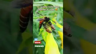 Capturing a mesmerizing moment: Honey bee indulging in Oleander's nectar #honey #naturelovers