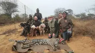 Tracking & Relocating Elusive Leopards with Hounds | Wild African Adventure!