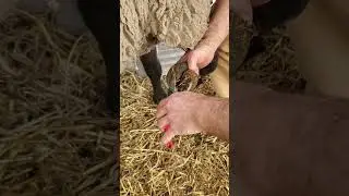Trimming sheep hooves at Royer Farm Fresh
