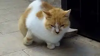 Grouchy Teo Unleashes His Death Stare