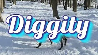 Diggity 