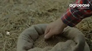 Fonio: The Tiny Grain Every Chef Loves 🌾🍲