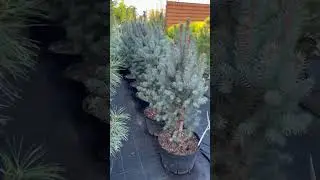 Ель колючая Iseli Fastigiate (Изели Фастигиата)