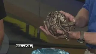 Reptile Friends from CT'S Beardsley Zoo visit CT Style