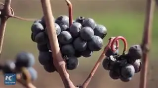Chileans use innovation to improve quality of exported fruit