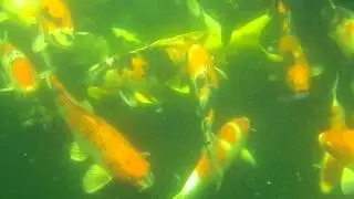 Mac's Koi Pond