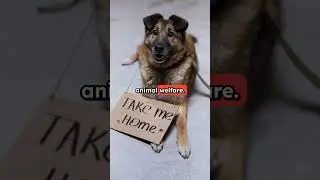 Shop with Purpose for Animal Welfare