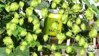 WILLAMETTE VALLEY HOPS - GILGAMESH: HAZY IPA