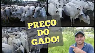 QUER SABER O PRE&Ccedil;O DO GADO DE CORTE na Regi&atilde;o Arinos MG? Fique INFORMADO com o MERCADO da PECUARIA.
