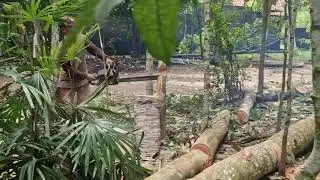 SMART TREE CUTTING TECHNIQUES: MODERN CHAINSAWS IN ACTION! - Agriculture Farming
