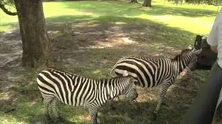 Giraffe Ranch Documentary