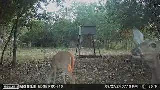 A couple days of deer on the trail cam | Moultrie Mobile in Blanco, TX