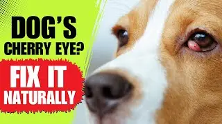 Dog Cherry Eye Treatment 🐶 Best Home Remedies That Actually Work