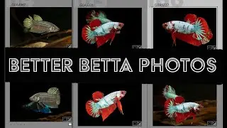 Better Betta photos - guide to photographing Bettas