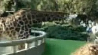 Zoo Buenos Aires recorrida con todos los animales