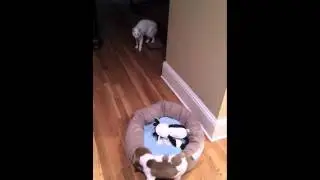 Ginger the Jack Russell Pup meets her first Cat!