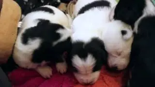 'Almost Home' Dog Rescue Centre