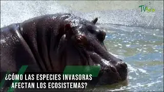 Cómo las especies invasoras afectan los ecosistemas - TvAgro por Juan Gonzalo Angel Restrepo