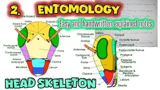 Entomology 2 - Head Skeleton | Easy and handwritten explained notes|  BSc. MSc. Zoology 