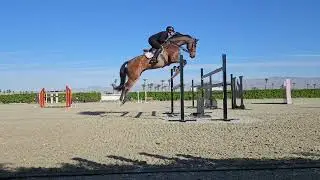 !!For Sale Joker!! Just some jumping before the week start @desertinternationalhorsepa1376