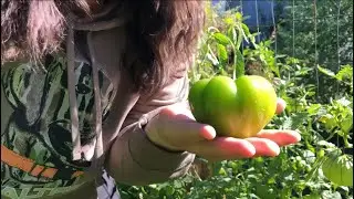 Canning Salsa Verde 