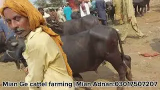 Multan | Mawashi Mandi Ma khatoo | Ki kari Daari Ka bhot acha muqa | EP:3 ||multan mandi ||viral