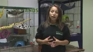 How To Look For Rats For Sale