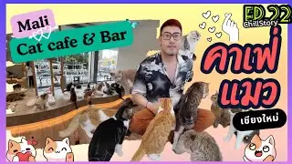 คาเฟ่แมว เชียงใหม่ (Mali Cat Cafe)จัดจ้านย่านนิมมานต์ กับแมวสุดคิ้วท์กว่า50ชีวิต | Chill Story EP.22