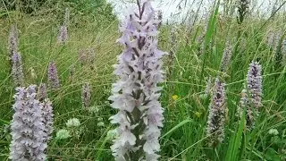 ACRES OF ORCHIDS : MAGICAL ORCHID MEADOW