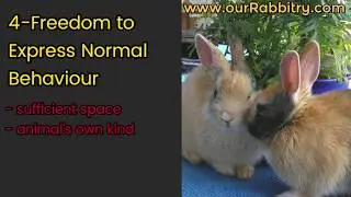 5 Freedoms of Animal Care | Rabbit farm management App Android and iphone