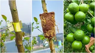 Learn to propagate lemon by air layering | 100% Success tips