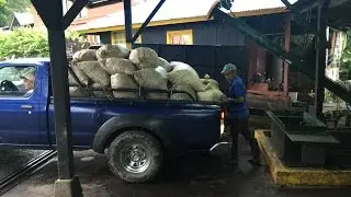 Processing Coffee Cherries