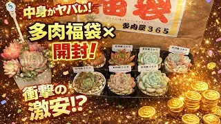 多肉福袋開封‼️ 新年一発目はやはりお世話になっている多肉屋365さん！