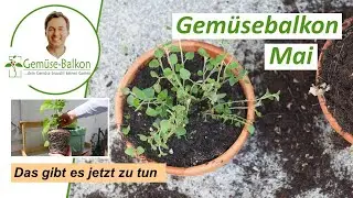 Gemüse Anbau Mai 🌱 - Das ist jetzt zu tun 📋