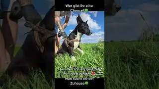 💛Mona💛H&uuml;ndin Alter: ca 09.03.2022 Gr&ouml;&szlig;e: mittelgro&szlig; Charakter: freundlich
