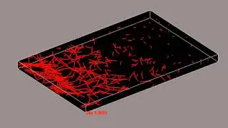 Computer Simulation Accurately Predicts Blood Vessel Growth