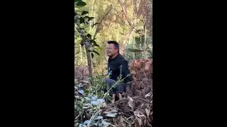 老妈寄了个柴火炉，两夫妻去备点柴火，发生惊魂一幕直接打道回府#砍柴少年 #上山砍柴 #三农流量扶持计划 #乡村生活