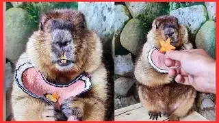 Marmot pupu Eat your favorite red star ASMR Animal