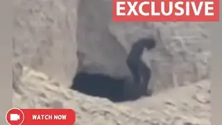 A Mysterious Creature Suddenly Appears In The Algerian Sahara Desert.#viralvideo #algeria&nbsp; #mystery 