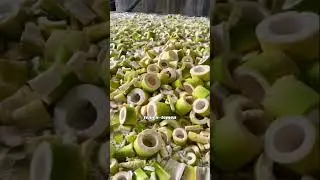 Produsen rebung bambu terbesar di Dunia #rebungbambu #shortvideo #fypシ゚viral