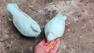 ماتن الفراغ الحمر🕊ماعدنه حظ ويا الفراغات🕊الحمدلله وشكرا