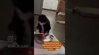 detective kitty investigates