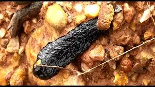 Rockhounding Agate, Tektite-Finding Tektite crystal types