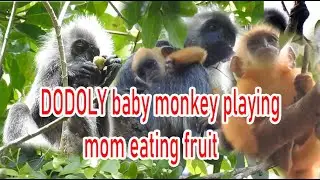 DODOLY baby monkey playing mom eating|silver leaf monkey #38|wildlife99